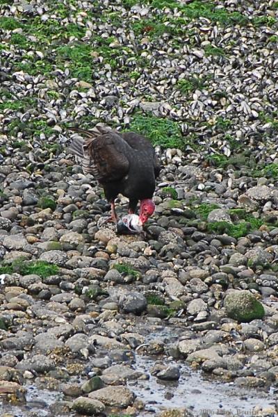 2006-11-15_16-46-35.jpg - Turkey Vulture, Angelmo, Chile