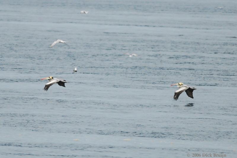 2006-11-16_08-42-30.jpg - Peruvian Pelican, Chiloe, Chile