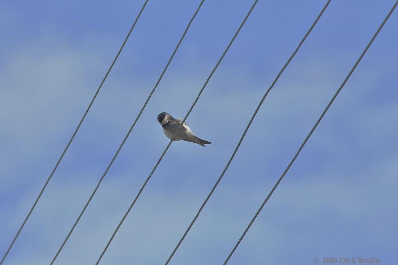 2006-11-16_09-23-09.jpg - Chilean Swallow, Chiloe, Chile