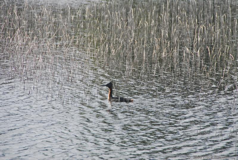 2006-11-18_09-49-41.jpg - Great Grebe, Villa Llau Llau, Argentina