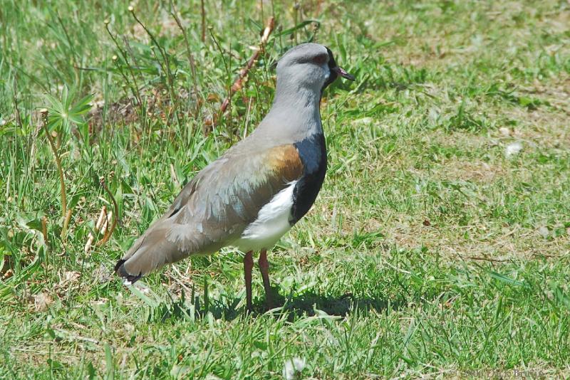 2006-11-18_11-59-53.jpg - Southern Lapwing, Villa Llau Llau, Argentina