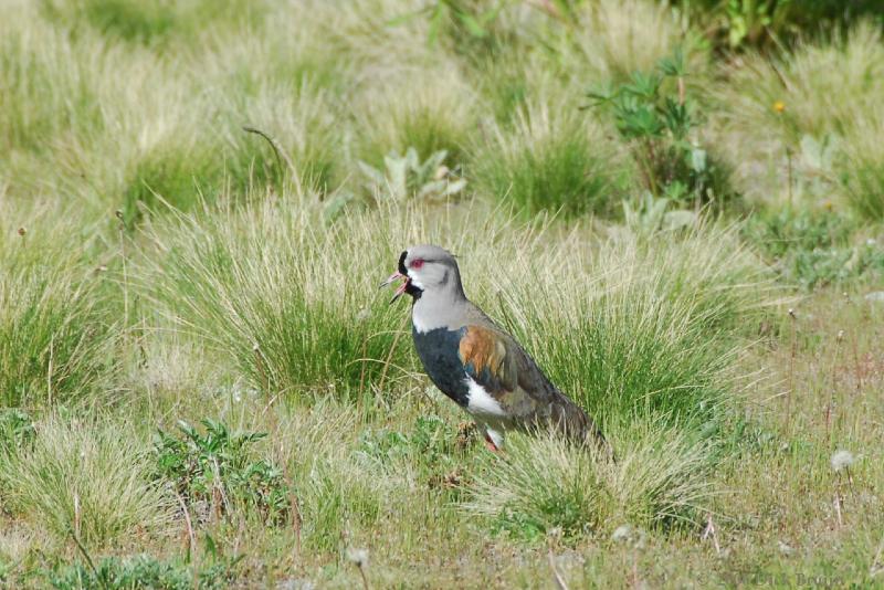 2006-11-19_10-37-12.jpg - Southern Lapwing, Bariloche - Esquel, Argentina