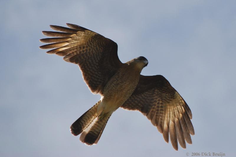 2006-11-19_13-30-27.jpg - Chimango Caracara, Lago Puelo NP, Chubut, Argentina