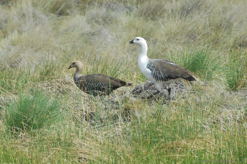 2006-11-20_10-09-54.jpg - Upland Goose, Esquel - Puerto Madryn, Argentina