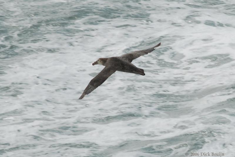 2006-11-21_09-58-23.jpg - Northern Giant Petrel, Peninsula Valdes, Argentina