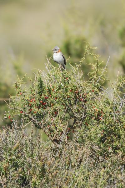 2006-11-21_10-26-30.jpg - Rufus colored Sparrow, Peninsula Valdes, Argentina