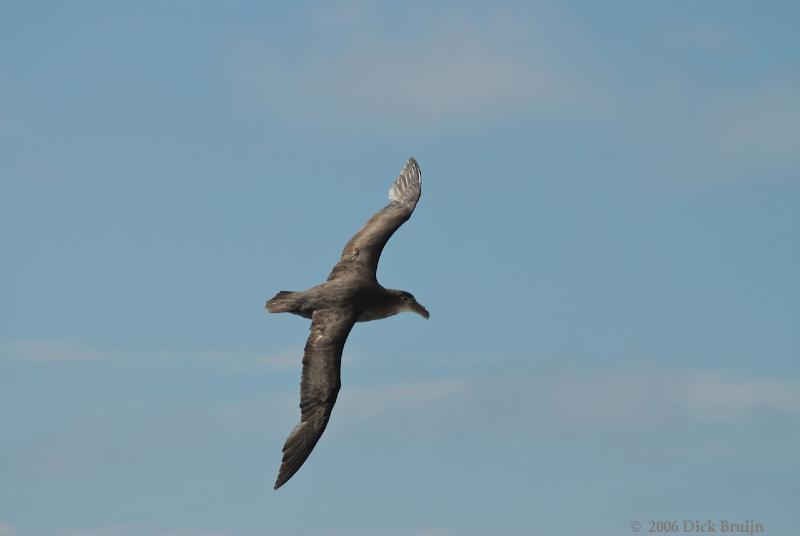 2006-11-21_10-44-27.jpg - Northern Giant Petrel, Peninsula Valdes, Argentina