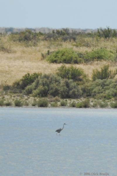 2006-11-21_11-55-52.jpg - Cocoi Heron, Peninsula Valdes, Argentina