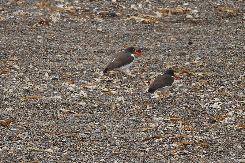 2006-11-21_12-32-02.jpg - American Oystercatcher, Peninsula Valdes, Argentina