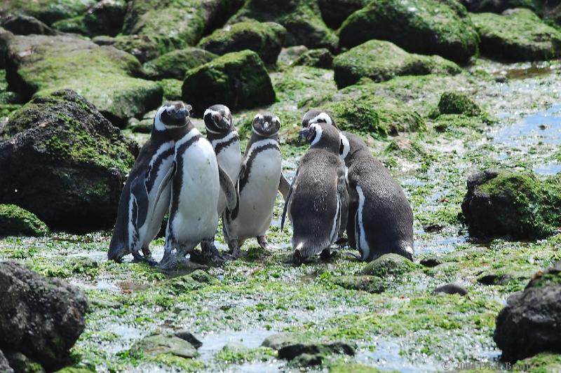 2006-11-22_11-59-10.jpg - Magellanic Penguin, Peninsula Valdes, Argentina