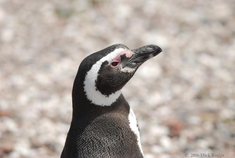 2006-11-22_12-05-24.jpg - Magellanic Penguin, Peninsula Valdes, Argentina