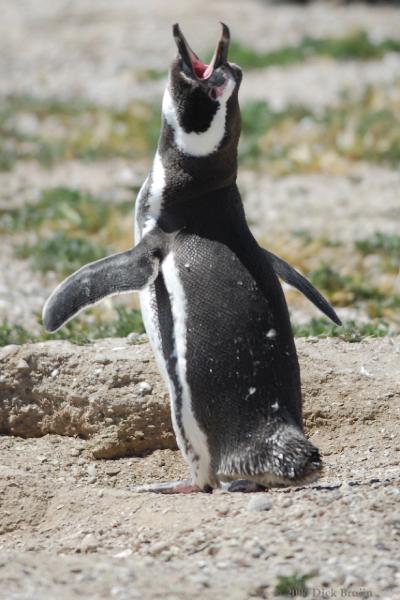 2006-11-22_12-21-48.jpg - Magellanic Penguin, Peninsula Valdes, Argentina