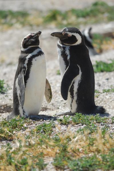 2006-11-22_12-22-43.jpg - Magellanic Penguin, Peninsula Valdes, Argentina