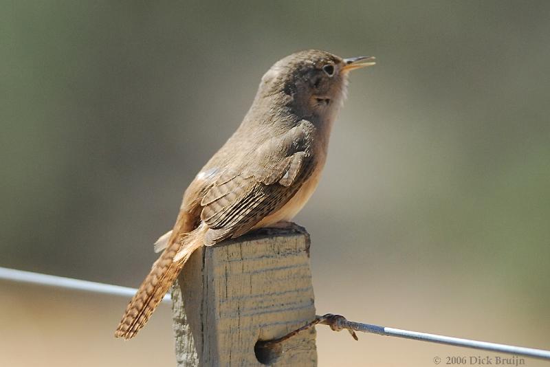 2006-11-22_12-39-02.jpg - House Wren, Peninsula Valdes, Argentina