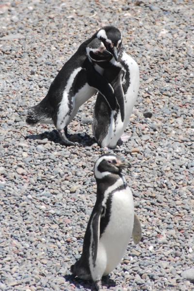 2006-11-22_12-47-26.jpg - Magellanic Penguin, Peninsula Valdes, Argentina