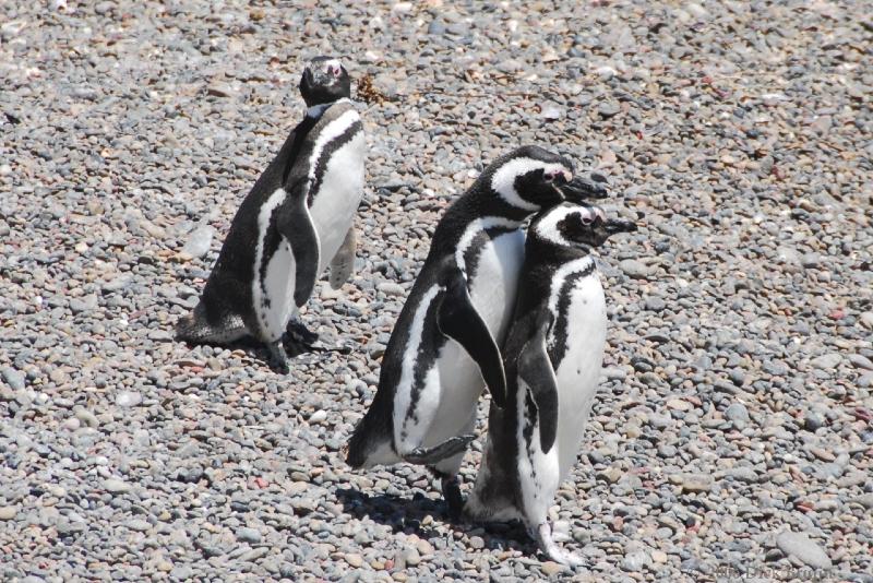 2006-11-22_12-47-34.jpg - Magellanic Penguin, Peninsula Valdes, Argentina