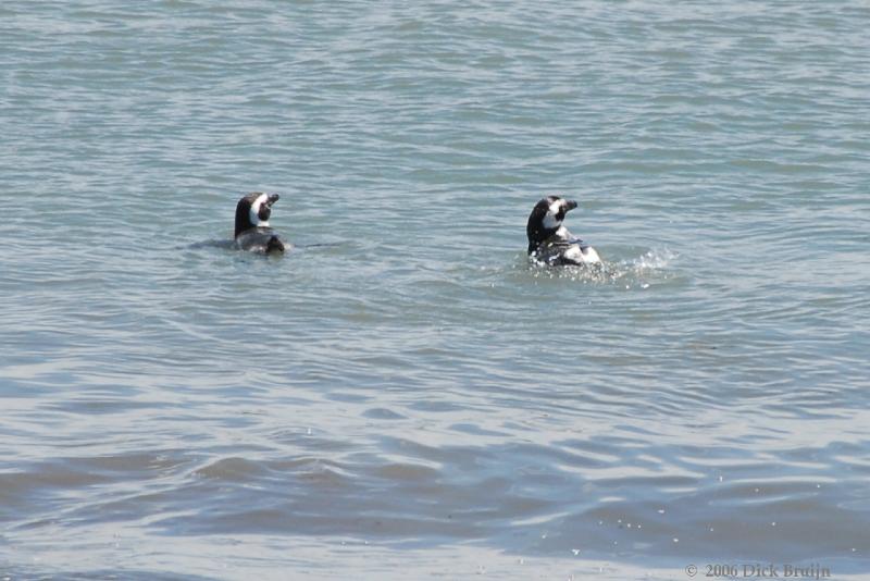 2006-11-22_12-49-09.jpg - Magellanic Penguin, Peninsula Valdes, Argentina