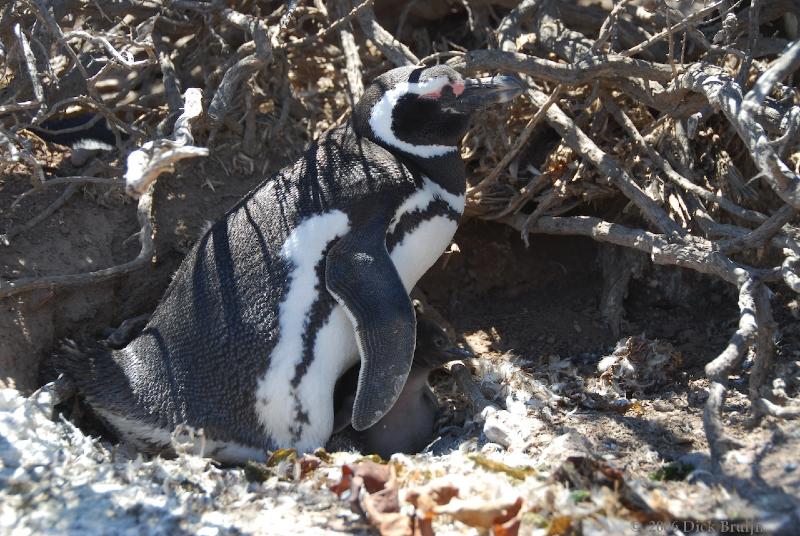 2006-11-22_12-54-57.jpg - Magellanic Penguin, Peninsula Valdes, Argentina