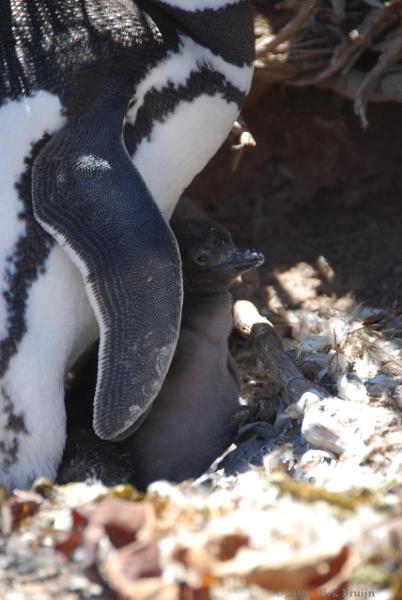 2006-11-22_12-55-05.jpg - Magellanic Penguin, Peninsula Valdes, Argentina