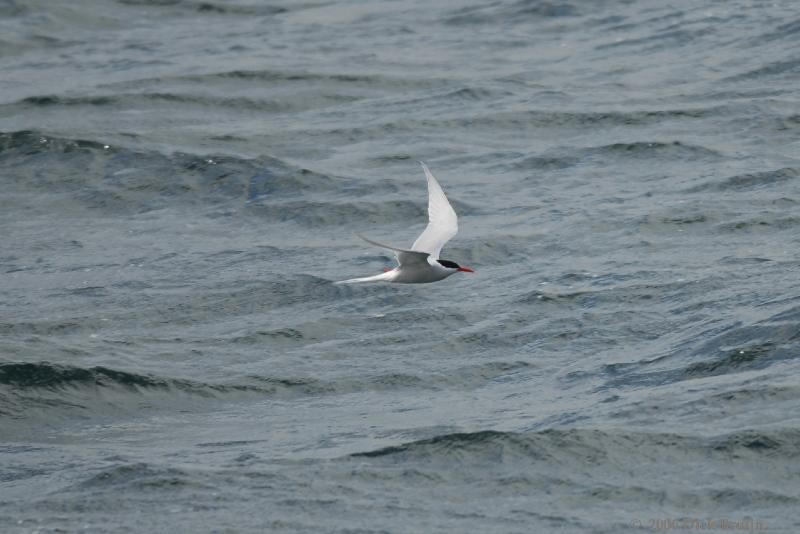 2006-11-24_09-59-02.jpg - cf.Antarctic Tern, Beagle Canal, Argentina