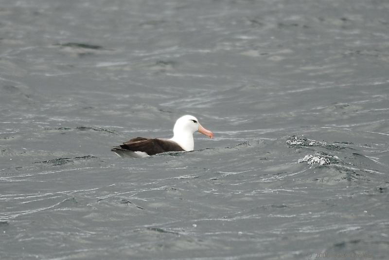 2006-11-24_10-14-22.jpg - Black browed Albatross, Beagle Canal, Argentina