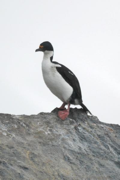 2006-11-24_10-35-04.jpg - King Shag, Beagle Canal, Argentina