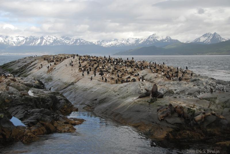 2006-11-24_10-41-13.jpg - South American Sea Lion, King Shag, Beagle Canal, Argentina