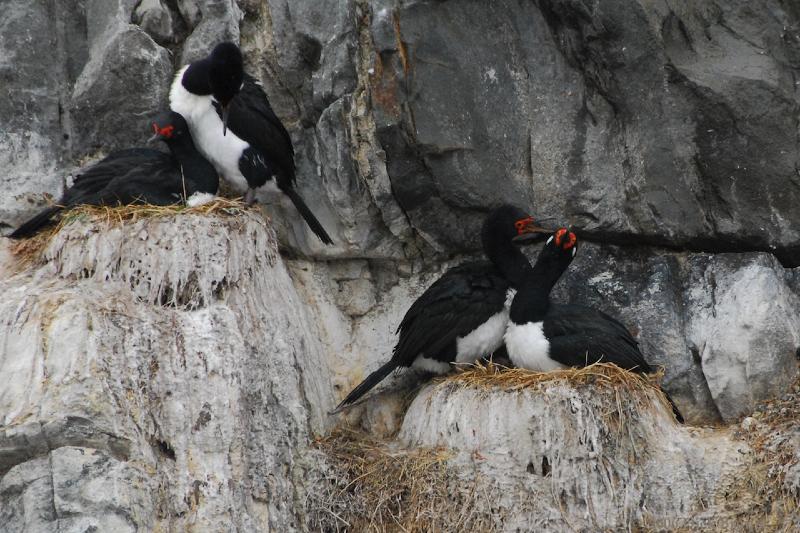 2006-11-24_10-50-32.jpg - Rock Shag,Beagle Canal, Argentina