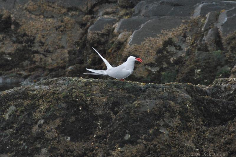 2006-11-24_10-56-46.jpg - Antarctic Tern,Beagle Canal, Argentina