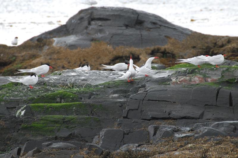 2006-11-24_10-58-11.jpg - Antarctic Tern,Beagle Canal, Argentina