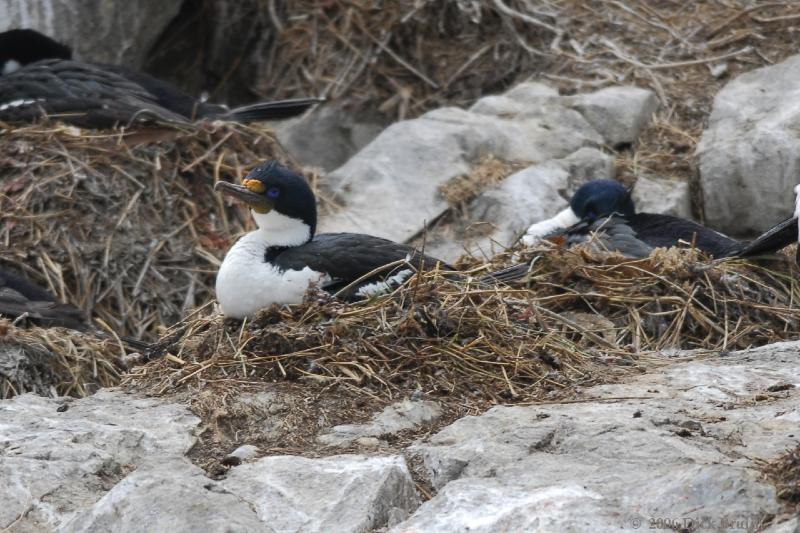 2006-11-24_11-30-31.jpg - King Shag, Beagle Canal, Argentina