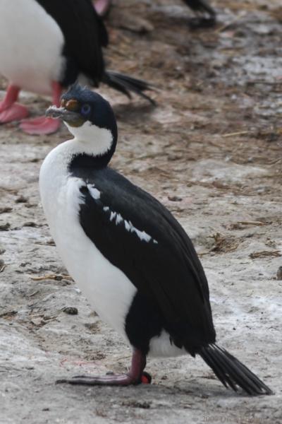 2006-11-24_11-31-14.jpg - King Shag, Beagle Canal, Argentina