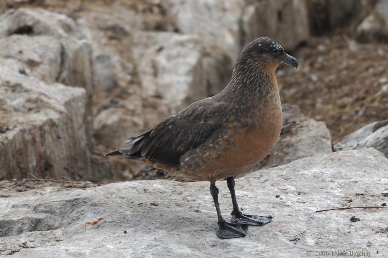 2006-11-24_11-32-40.jpg - Chilean Skua, Beagle Canal, Argentina