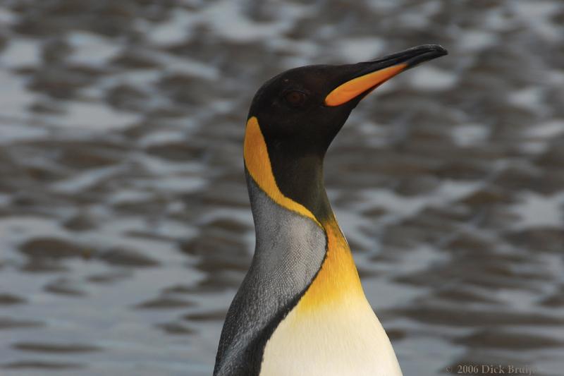 2006-11-25_19-30-02.jpg - King Penguin, Punta Arenas, Chile