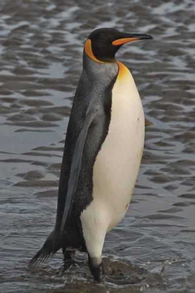 2006-11-25_19-30-31.jpg - King Penguin, Punta Arenas, Chile