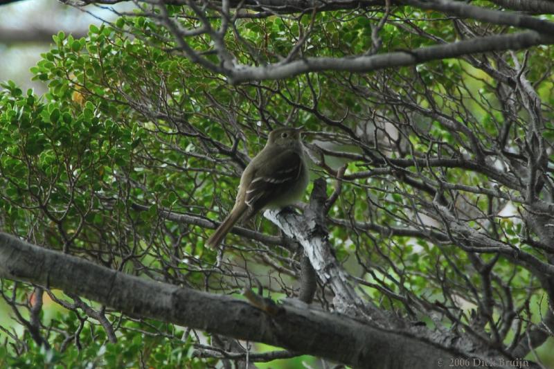 2006-11-27_10-40-06.jpg - White crested Elaenia, Torres del Paine NP, Chile