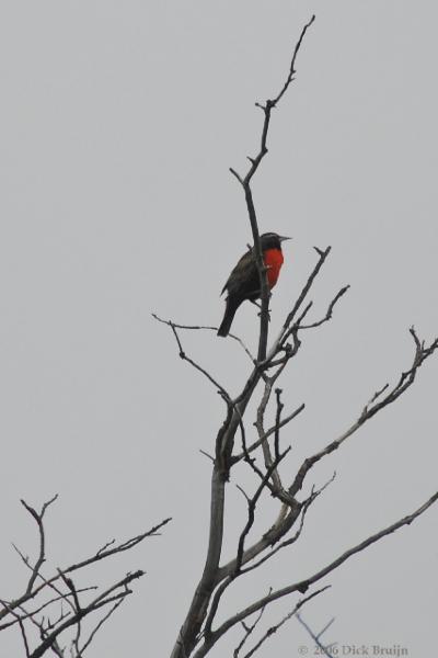 2006-11-27_15-29-08.jpg - Long tailed Meadowlark, Torres del Paine NP, Chile