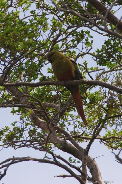 2006-11-28_11-03-32.jpg - Austral Parakeet, Torres del Paine NP, Chile