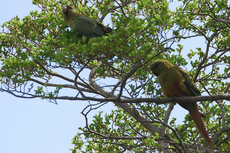 2006-11-28_11-04-01.jpg - Austral Parakeet, Torres del Paine NP, Chile