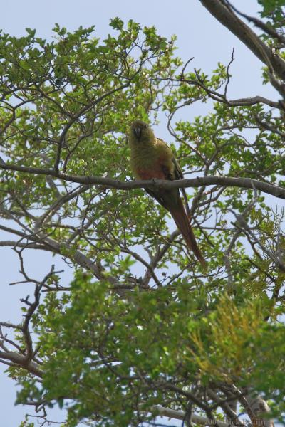 2006-11-28_11-04-43.jpg - Austral Parakeet, Torres del Paine NP, Chile