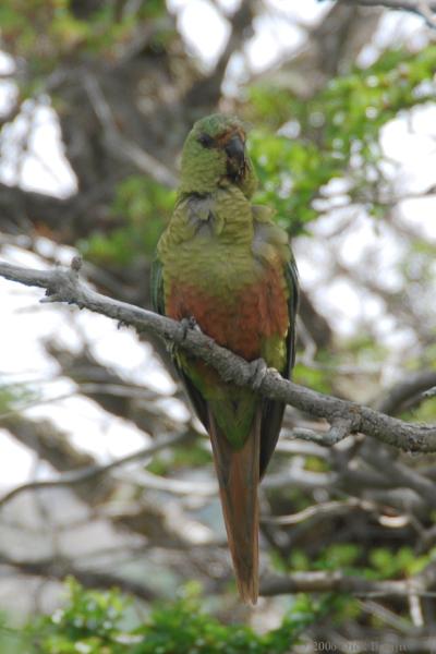 2006-11-28_11-31-47.jpg - Austral Parakeet, Torres del Paine NP, Chile