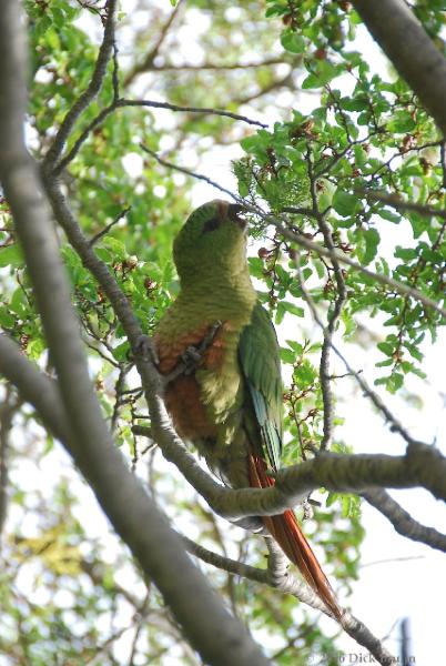 2006-11-28_11-35-08.jpg - Austral Parakeet, Torres del Paine NP, Chile