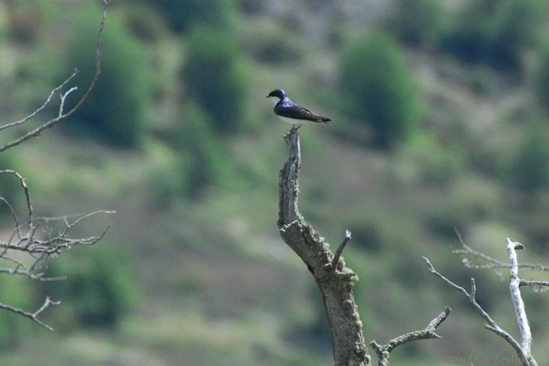 2006-11-28_12-22-55.jpg - Blue and White Swallow, Torres del Paine NP, Chile