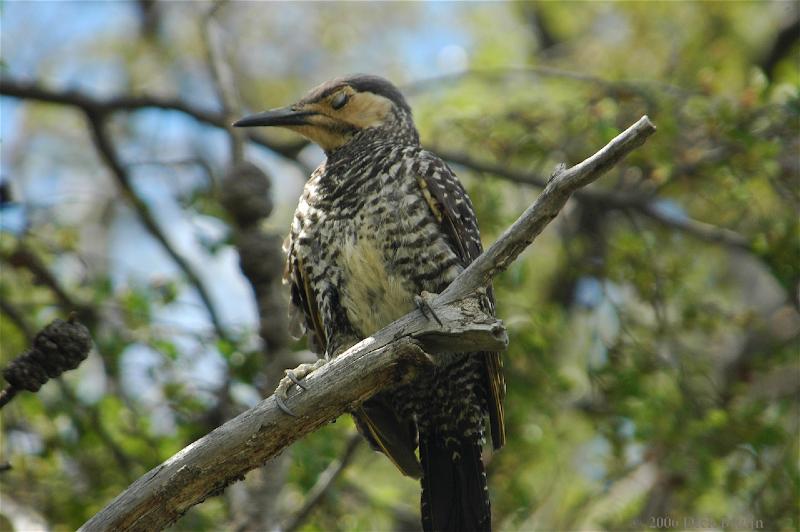 2006-11-28_13-06-57.jpg - Chilean Flicker, Torres del Paine NP, Chile