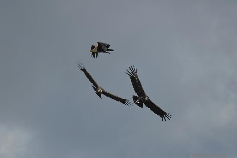 2006-11-29_08-48-44.jpg - Andean Condor, El Calafate - Perito Moreno Glacier, Argentina