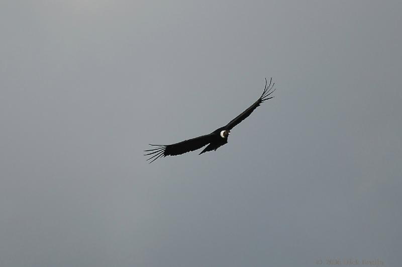 2006-11-29_08-48-48.jpg - Andean Condor, El Calafate - Perito Moreno Glacier, Argentina