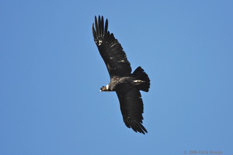 2006-11-29_08-49-02.jpg - Andean Condor, El Calafate - Perito Moreno Glacier, Argentina