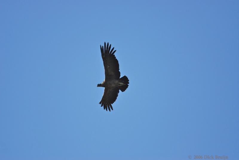 2006-11-29_08-49-09.jpg - Andean Condor, El Calafate - Perito Moreno Glacier, Argentina