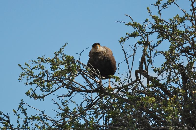 2006-11-29_09-16-42.jpg - Southern Crested Caracara, El Calafate - Perito Moreno Glacier, Argentina