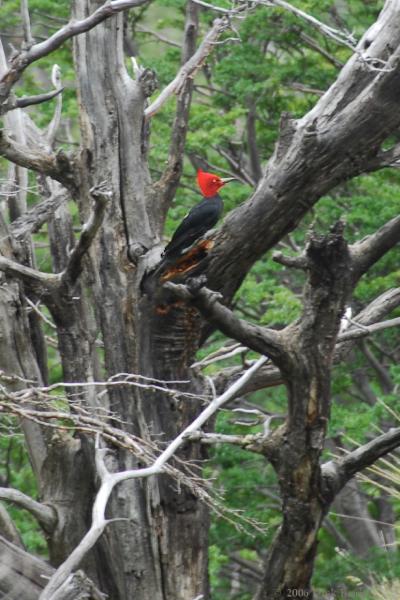 2006-11-30_11-43-42.jpg - Magellanic Woodpecker, El Chalten, Argentina